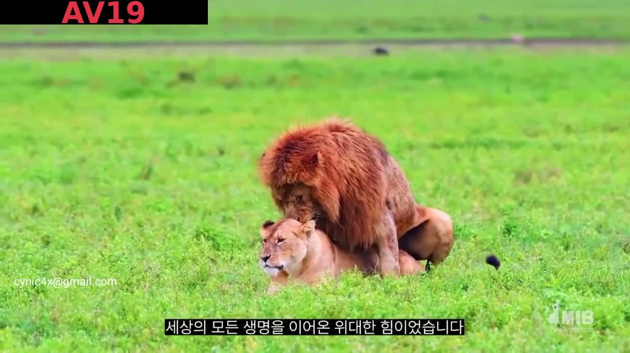 MMP-003 게스트 올스타 총집합 1