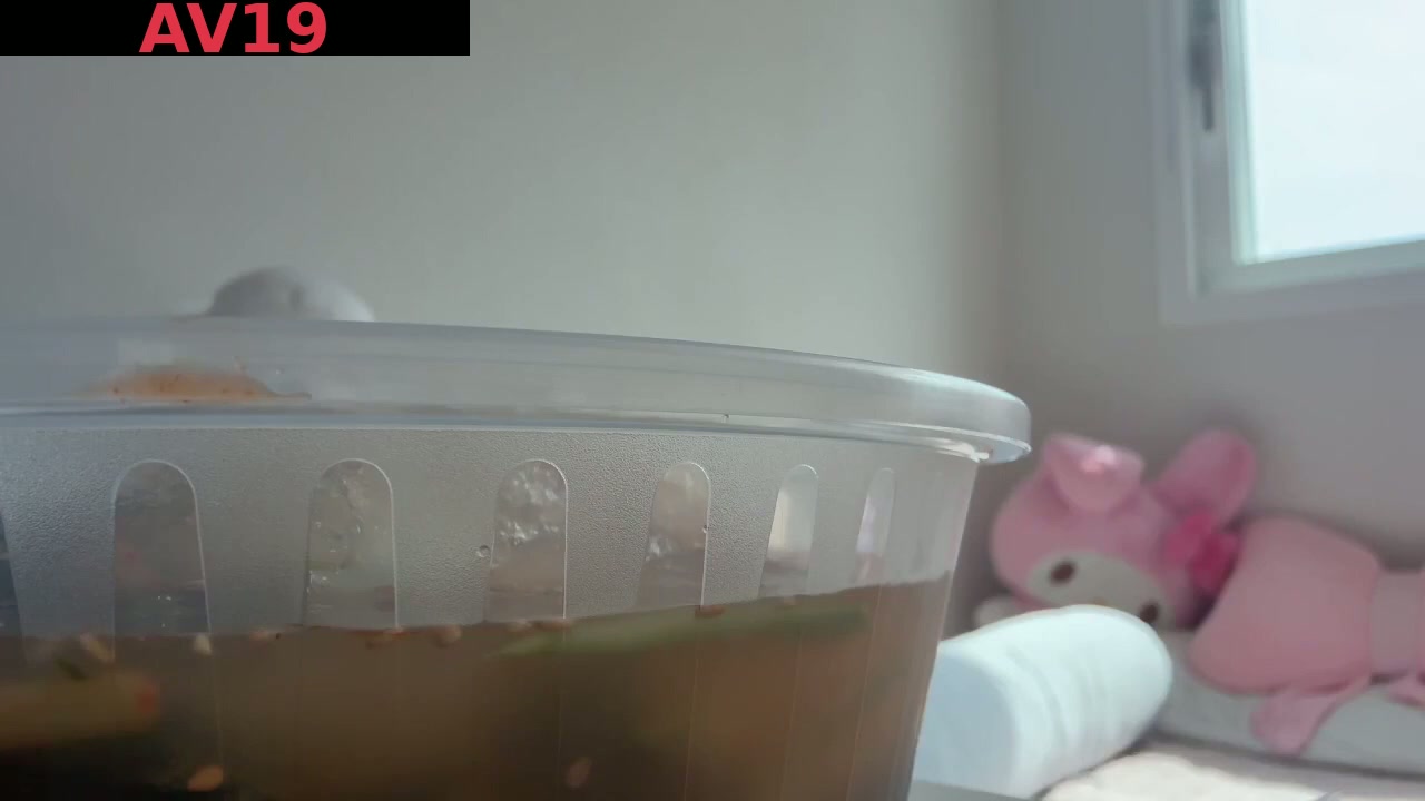 마멜 라방